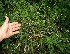  ( - BioBot12558)  @11 [ ] CreativeCommons - Attribution Non-Commercial Share-Alike (2010) Daniel H. Janzen Guanacaste Dry Forest Conservation Fund