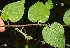  ( - BioBot12563)  @11 [ ] CreativeCommons - Attribution Non-Commercial Share-Alike (2010) Daniel H. Janzen Guanacaste Dry Forest Conservation Fund