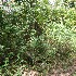  (Tephrosia multifolia - BioBot12585)  @11 [ ] CreativeCommons - Attribution Non-Commercial Share-Alike (2010) Daniel H. Janzen Guanacaste Dry Forest Conservation Fund