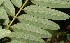  ( - BioBot12585)  @11 [ ] CreativeCommons - Attribution Non-Commercial Share-Alike (2010) Daniel H. Janzen Guanacaste Dry Forest Conservation Fund