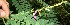  ( - BioBot12585)  @11 [ ] CreativeCommons - Attribution Non-Commercial Share-Alike (2010) Daniel H. Janzen Guanacaste Dry Forest Conservation Fund