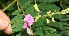 ( - BioBot12585)  @11 [ ] CreativeCommons - Attribution Non-Commercial Share-Alike (2010) Daniel H. Janzen Guanacaste Dry Forest Conservation Fund