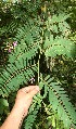  ( - BioBot12586)  @11 [ ] CreativeCommons - Attribution Non-Commercial Share-Alike (2010) Daniel H. Janzen Guanacaste Dry Forest Conservation Fund