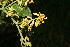  ( - BioBot12591)  @11 [ ] CreativeCommons - Attribution Non-Commercial Share-Alike (2010) Daniel H. Janzen Guanacaste Dry Forest Conservation Fund