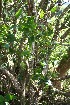  ( - BioBot12592)  @11 [ ] CreativeCommons - Attribution Non-Commercial Share-Alike (2010) Daniel H. Janzen Guanacaste Dry Forest Conservation Fund