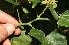  ( - BioBot12592)  @11 [ ] CreativeCommons - Attribution Non-Commercial Share-Alike (2010) Daniel H. Janzen Guanacaste Dry Forest Conservation Fund