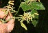  ( - BioBot12592)  @11 [ ] CreativeCommons - Attribution Non-Commercial Share-Alike (2010) Daniel H. Janzen Guanacaste Dry Forest Conservation Fund