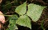  ( - BioBot12593)  @11 [ ] CreativeCommons - Attribution Non-Commercial Share-Alike (2010) Daniel H. Janzen Guanacaste Dry Forest Conservation Fund