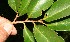  (Salicaceae A.guadamuz384 - BioBot12594)  @11 [ ] CreativeCommons - Attribution Non-Commercial Share-Alike (2010) Daniel H. Janzen Guanacaste Dry Forest Conservation Fund