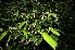  (Psychotria eurycarpa - BioBot12599)  @11 [ ] CreativeCommons - Attribution Non-Commercial Share-Alike (2010) Daniel H. Janzen Guanacaste Dry Forest Conservation Fund