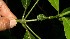  ( - BioBot12599)  @11 [ ] CreativeCommons - Attribution Non-Commercial Share-Alike (2010) Daniel H. Janzen Guanacaste Dry Forest Conservation Fund