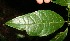  ( - BioBot12599)  @11 [ ] CreativeCommons - Attribution Non-Commercial Share-Alike (2010) Daniel H. Janzen Guanacaste Dry Forest Conservation Fund