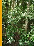  ( - BioBot12601)  @11 [ ] CreativeCommons - Attribution Non-Commercial Share-Alike (2010) Daniel H. Janzen Guanacaste Dry Forest Conservation Fund
