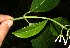 ( - BioBot12601)  @11 [ ] CreativeCommons - Attribution Non-Commercial Share-Alike (2010) Daniel H. Janzen Guanacaste Dry Forest Conservation Fund