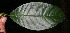  ( - BioBot12601)  @11 [ ] CreativeCommons - Attribution Non-Commercial Share-Alike (2010) Daniel H. Janzen Guanacaste Dry Forest Conservation Fund