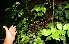  ( - BioBot12609)  @11 [ ] CreativeCommons - Attribution Non-Commercial Share-Alike (2010) Daniel H. Janzen Guanacaste Dry Forest Conservation Fund