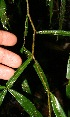  ( - BioBot12620)  @11 [ ] CreativeCommons - Attribution Non-Commercial Share-Alike (2010) Daniel H. Janzen Guanacaste Dry Forest Conservation Fund