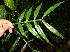  ( - BioBot12620)  @11 [ ] CreativeCommons - Attribution Non-Commercial Share-Alike (2010) Daniel H. Janzen Guanacaste Dry Forest Conservation Fund