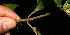  ( - BioBot12623)  @11 [ ] CreativeCommons - Attribution Non-Commercial Share-Alike (2010) Daniel H. Janzen Guanacaste Dry Forest Conservation Fund