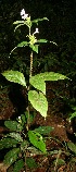  ( - BioBot12624)  @11 [ ] CreativeCommons - Attribution Non-Commercial Share-Alike (2010) Daniel H. Janzen Guanacaste Dry Forest Conservation Fund