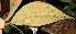  ( - BioBot12625)  @12 [ ] CreativeCommons - Attribution Non-Commercial Share-Alike (2010) Daniel H. Janzen Guanacaste Dry Forest Conservation Fund