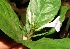  (Ruellia metallica - BioBot12625)  @12 [ ] CreativeCommons - Attribution Non-Commercial Share-Alike (2010) Daniel H. Janzen Guanacaste Dry Forest Conservation Fund