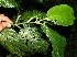  ( - BioBot12626)  @11 [ ] CreativeCommons - Attribution Non-Commercial Share-Alike (2010) Daniel H. Janzen Guanacaste Dry Forest Conservation Fund