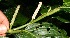  ( - BioBot12626)  @11 [ ] CreativeCommons - Attribution Non-Commercial Share-Alike (2010) Daniel H. Janzen Guanacaste Dry Forest Conservation Fund