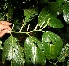  ( - BioBot12627)  @11 [ ] CreativeCommons - Attribution Non-Commercial Share-Alike (2010) Daniel H. Janzen Guanacaste Dry Forest Conservation Fund
