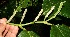  ( - BioBot12627)  @11 [ ] CreativeCommons - Attribution Non-Commercial Share-Alike (2010) Daniel H. Janzen Guanacaste Dry Forest Conservation Fund