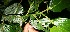  ( - BioBot12628)  @11 [ ] CreativeCommons - Attribution Non-Commercial Share-Alike (2010) Daniel H. Janzen Guanacaste Dry Forest Conservation Fund