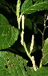  ( - BioBot12628)  @11 [ ] CreativeCommons - Attribution Non-Commercial Share-Alike (2010) Daniel H. Janzen Guanacaste Dry Forest Conservation Fund