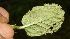  ( - BioBot12638)  @11 [ ] CreativeCommons - Attribution Non-Commercial Share-Alike (2010) Daniel H. Janzen Guanacaste Dry Forest Conservation Fund