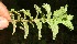  ( - BioBot12639)  @11 [ ] CreativeCommons - Attribution Non-Commercial Share-Alike (2010) Daniel H. Janzen Guanacaste Dry Forest Conservation Fund
