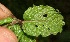  ( - BioBot12639)  @11 [ ] CreativeCommons - Attribution Non-Commercial Share-Alike (2010) Daniel H. Janzen Guanacaste Dry Forest Conservation Fund