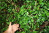  ( - BioBot12642)  @11 [ ] CreativeCommons - Attribution Non-Commercial Share-Alike (2010) Daniel H. Janzen Guanacaste Dry Forest Conservation Fund