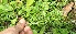  ( - BioBot12647)  @11 [ ] CreativeCommons - Attribution Non-Commercial Share-Alike (2010) Daniel H. Janzen Guanacaste Dry Forest Conservation Fund