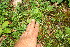  ( - BioBot12648)  @11 [ ] CreativeCommons - Attribution Non-Commercial Share-Alike (2010) Daniel H. Janzen Guanacaste Dry Forest Conservation Fund