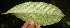  (Croton A.guadamuz387 - BioBot12654)  @11 [ ] CreativeCommons - Attribution Non-Commercial Share-Alike (2010) Daniel H. Janzen Guanacaste Dry Forest Conservation Fund