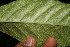  ( - BioBot12654)  @11 [ ] CreativeCommons - Attribution Non-Commercial Share-Alike (2010) Daniel H. Janzen Guanacaste Dry Forest Conservation Fund