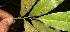  ( - BioBot12655)  @11 [ ] CreativeCommons - Attribution Non-Commercial Share-Alike (2010) Daniel H. Janzen Guanacaste Dry Forest Conservation Fund
