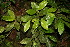  ( - BioBot12656)  @11 [ ] CreativeCommons - Attribution Non-Commercial Share-Alike (2010) Daniel H. Janzen Guanacaste Dry Forest Conservation Fund