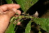  ( - BioBot12657)  @11 [ ] CreativeCommons - Attribution Non-Commercial Share-Alike (2010) Daniel H. Janzen Guanacaste Dry Forest Conservation Fund