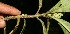  ( - BioBot12658)  @11 [ ] CreativeCommons - Attribution Non-Commercial Share-Alike (2010) Daniel H. Janzen Guanacaste Dry Forest Conservation Fund