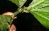  ( - BioBot12658)  @11 [ ] CreativeCommons - Attribution Non-Commercial Share-Alike (2010) Daniel H. Janzen Guanacaste Dry Forest Conservation Fund