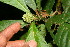 ( - BioBot12659)  @11 [ ] CreativeCommons - Attribution Non-Commercial Share-Alike (2010) Daniel H. Janzen Guanacaste Dry Forest Conservation Fund