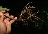  ( - BioBot12659)  @11 [ ] CreativeCommons - Attribution Non-Commercial Share-Alike (2010) Daniel H. Janzen Guanacaste Dry Forest Conservation Fund
