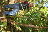  (Arecaceae A.guadamuz392 - BioBot12676)  @11 [ ] CreativeCommons - Attribution Non-Commercial Share-Alike (2010) Daniel H. Janzen Guanacaste Dry Forest Conservation Fund