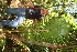  ( - BioBot12676)  @11 [ ] CreativeCommons - Attribution Non-Commercial Share-Alike (2010) Daniel H. Janzen Guanacaste Dry Forest Conservation Fund