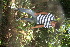  ( - BioBot12678)  @11 [ ] CreativeCommons - Attribution Non-Commercial Share-Alike (2010) Daniel H. Janzen Guanacaste Dry Forest Conservation Fund